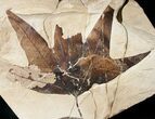 Bargain Fossil Sycamore Leaf - Green River Formation #16933-1
